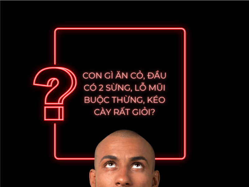 Câu Đố: Con Gì Ăn Cỏ Đầu Có 2 Sừng Lỗ Mũi Buộc Thừng Kéo Cày Rất Giỏi?