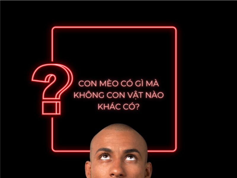 câu đố con mèo có gì mà con vật khác không có