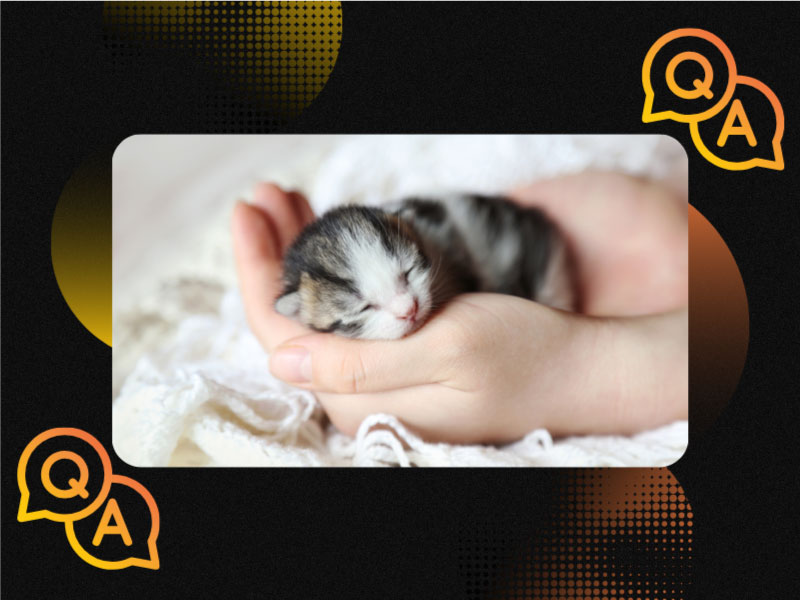 Đáp án: Cái đầu giống mèo, chân giống mèo, và tai giống con mèo, nhưng không phải con mèo. Vậy là con gì?