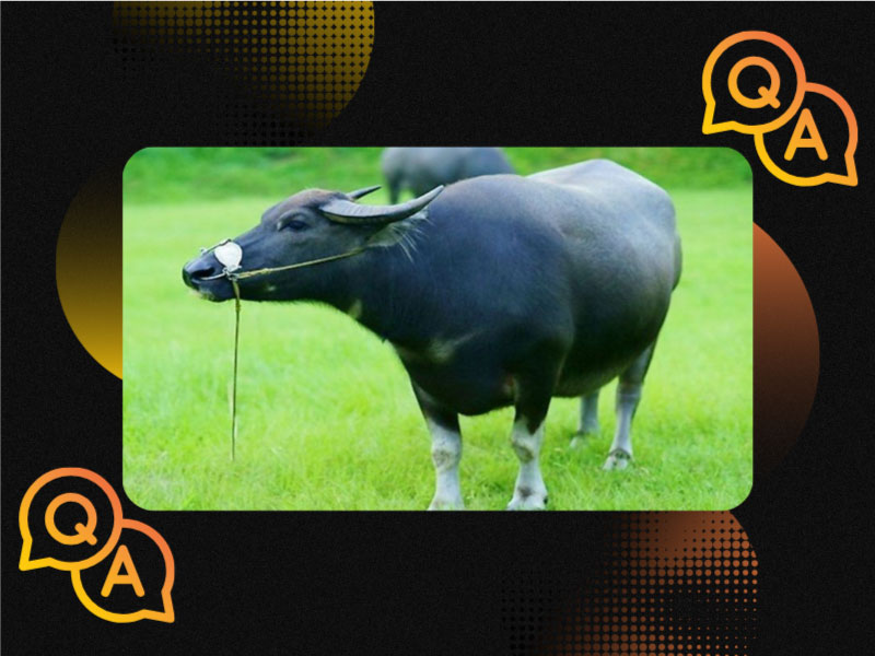 đáp án: Con Gì Ăn Cỏ Đầu Có 2 Sừng Lỗ Mũi Buộc Thừng Kéo Cày Rất Giỏi?