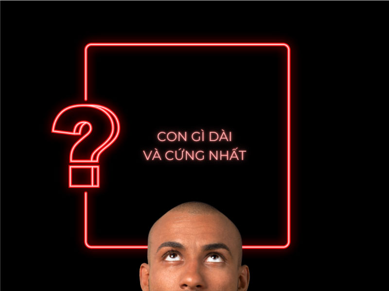 Câu đố: Con gì dài và cứng nhất?