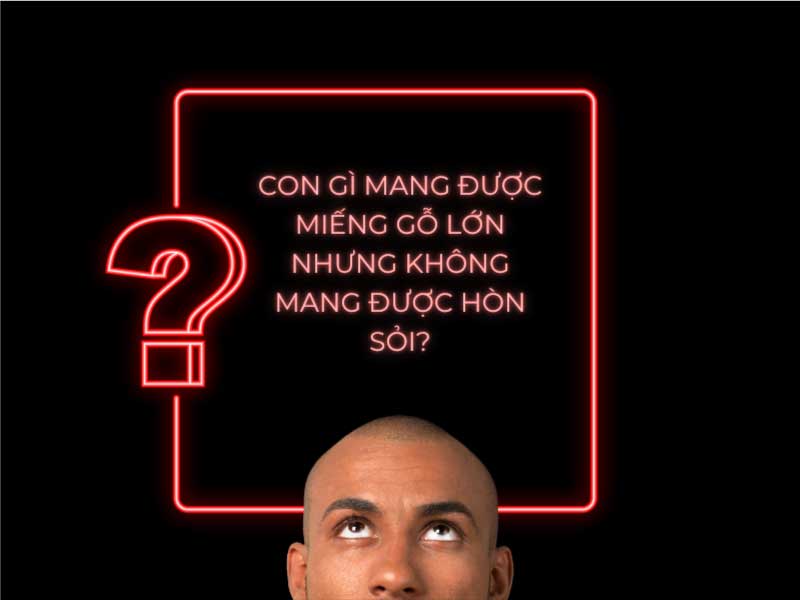 Câu đố: Con gì mang được miếng gỗ lớn nhưng không mang được hòn sỏi?