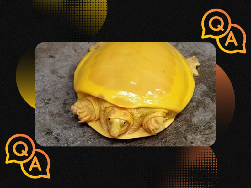 Đáp án: Con gì chưa nấu đã chín?